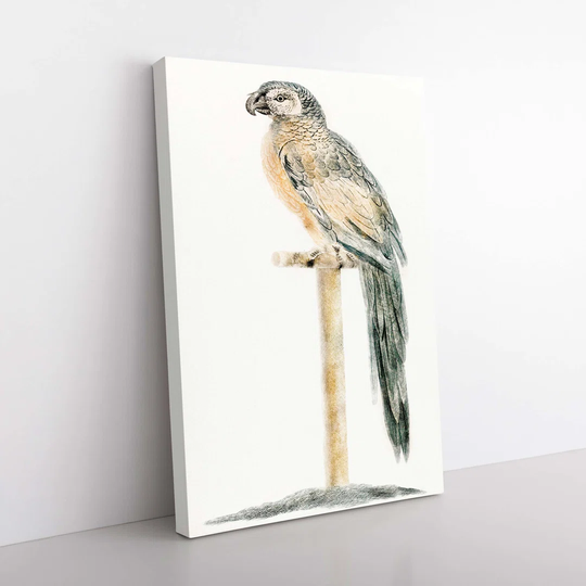 Perched Parrot by Johan Teyler - Wrapped Canvas Painting