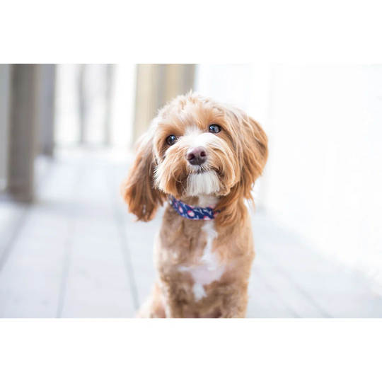 Cute Puppy by HannahWade - Wrapped Canvas Photograph