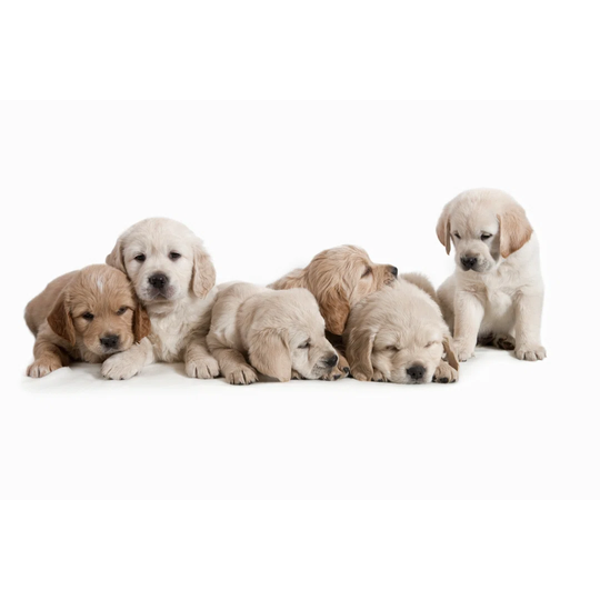 Dog - Golden Retriever Puppies by Hellem - Wrapped Canvas Photograph
