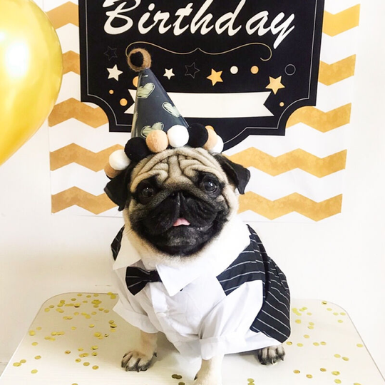 Pet Suit New Wedding Suit Pet Costume Dog Small Dog Clothes Wedding Suit Gentleman Dress, m (Chest 42', Back 27', Neck 32'), Black).