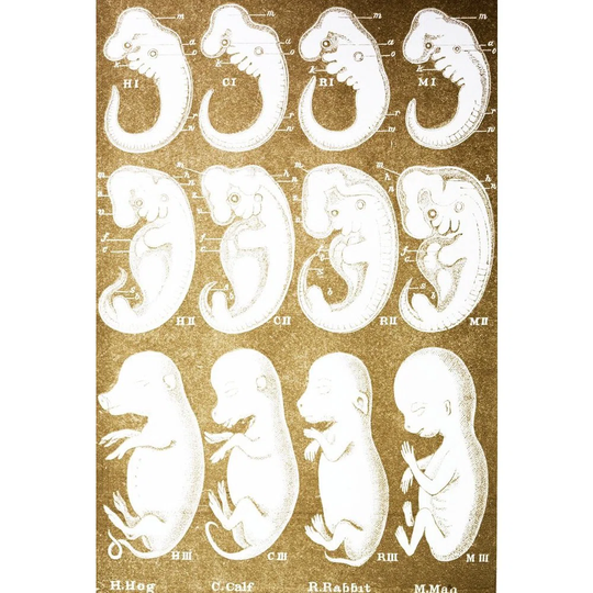 'Development Stages of Embryos of Hog, Calf, Rabbit and Man' Graphic Art
