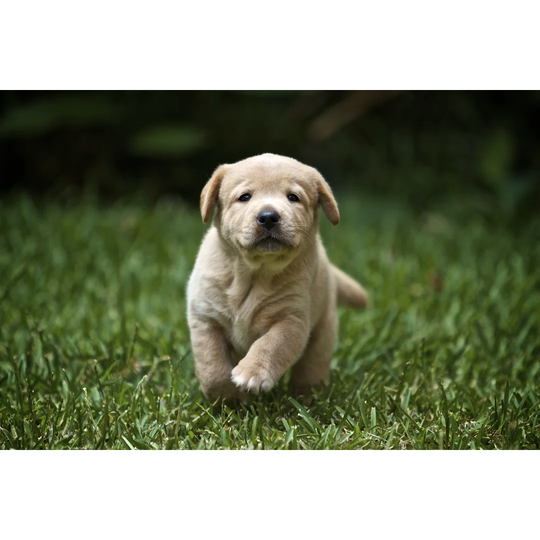 Labrador Retriever Puppy Running by Haumaru - Wrapped Canvas Photograph