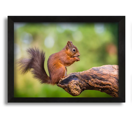 Squirrell Eating Nuts on Branch - Picture Frame Photograph on Canvas