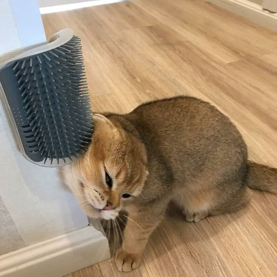 Cat Brush Corner Cat Massage Self Groomer Combat Brush Cat brush face