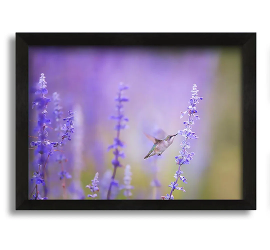 Humming Bird Feeding Time - Picture Frame Photograph on Canvas