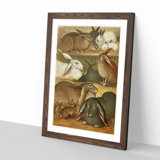 Vintage Natural History Tame Rabbits Framed Painting Print