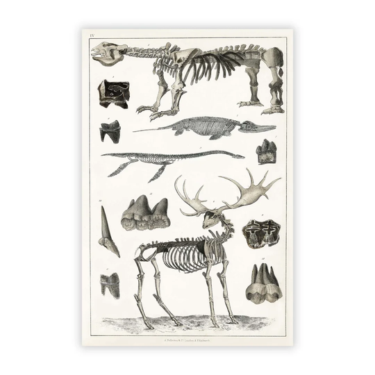 'Animal Bones IV' by Oliver Goldsmith - Unframed Drawing Print on Paper