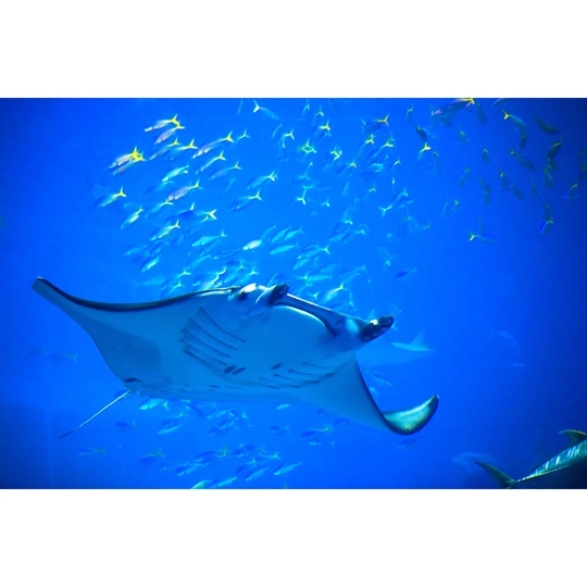 Manta Ray In Okinawa Churaumi Aquarium