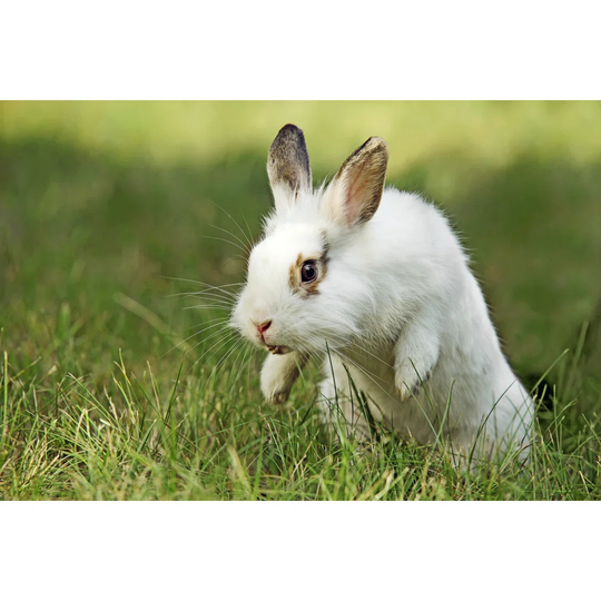 White and Brown Rabbit on Grass in Mid Jump - Wrapped Canvas Photograph