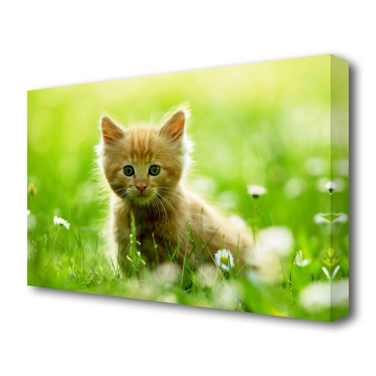 Playful Kitten Wildlife - Photograph Print on Canvas