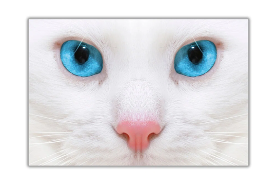 'Cat with Blue Eyes' Graphic Art Print on Wrapped Canvas