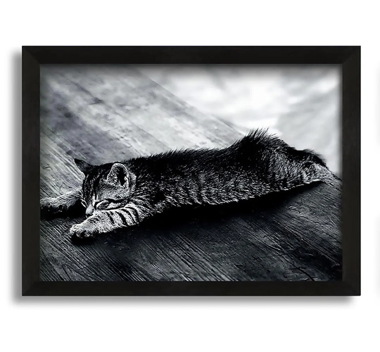 Kitten Dream - Picture Frame Photograph on Canvas