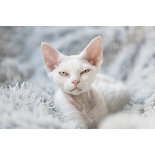 A Grumpy White Devon Rex Kitten by Angela Kotsell - Wrapped Canvas Photograph