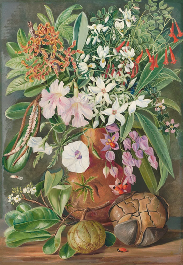498. A Selection of Flowers. Wild and Cultivated, with Puzzle Nut, Mahe Art Print on Paper