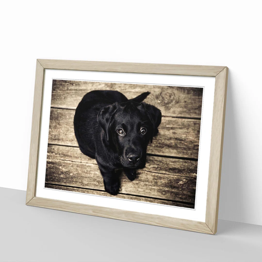 'Puppy Dog' Framed Photographic Print