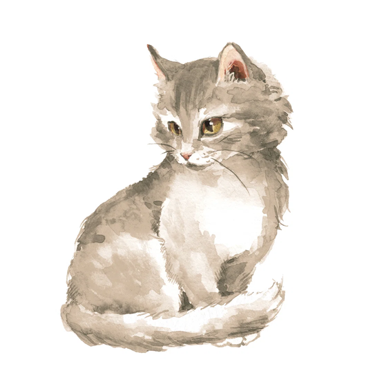 Gray Fluffy Kitten