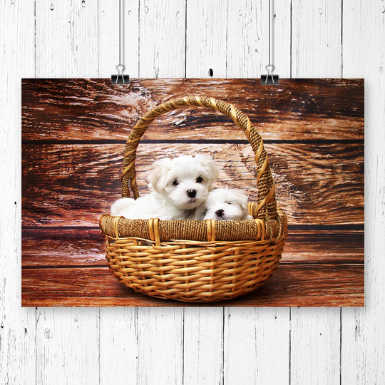 'Maltese Puppy Dogs' Photographic Print