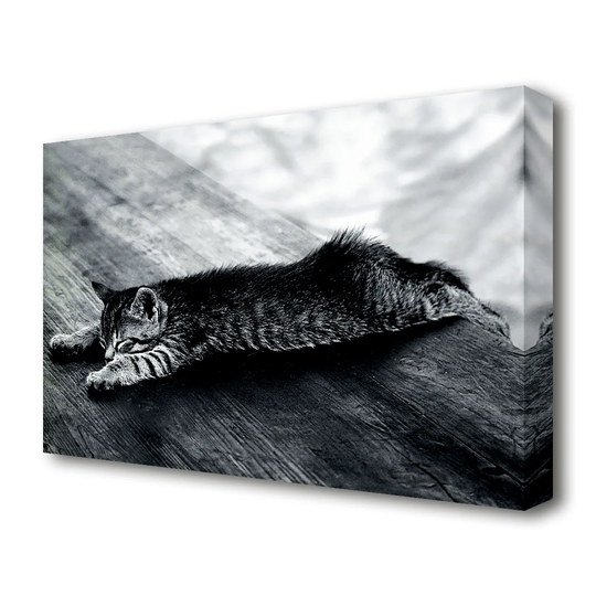 Kitten Dream Wildlife - Wrapped Canvas Photograph Print