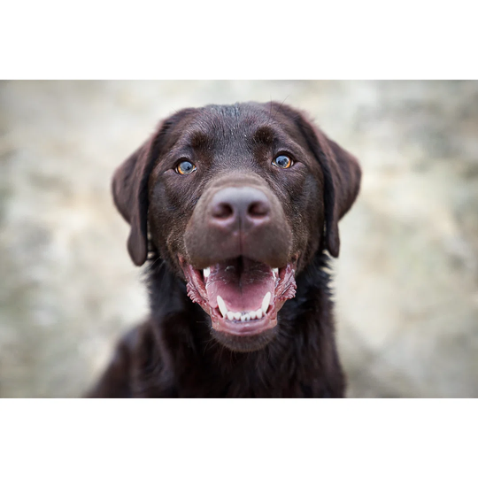 Cute Labrador Retriever Puppy