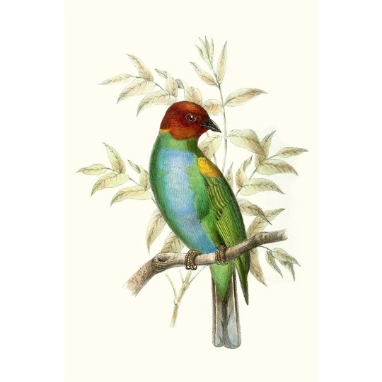 On Perch IV - Wrapped Canvas Painting Print