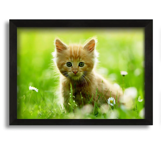 Playful Kitten - Picture Frame Photograph on Canvas