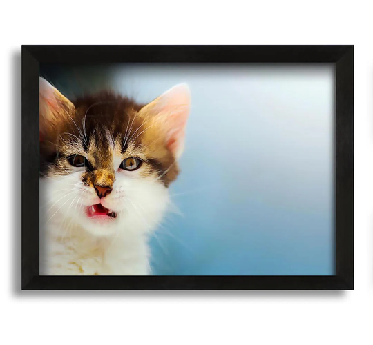 Kitten Cat Growl - Picture Frame Photograph on Canvas