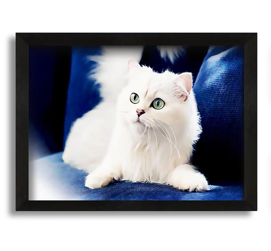 Fluffy White Kitten - Picture Frame Photograph on Canvas