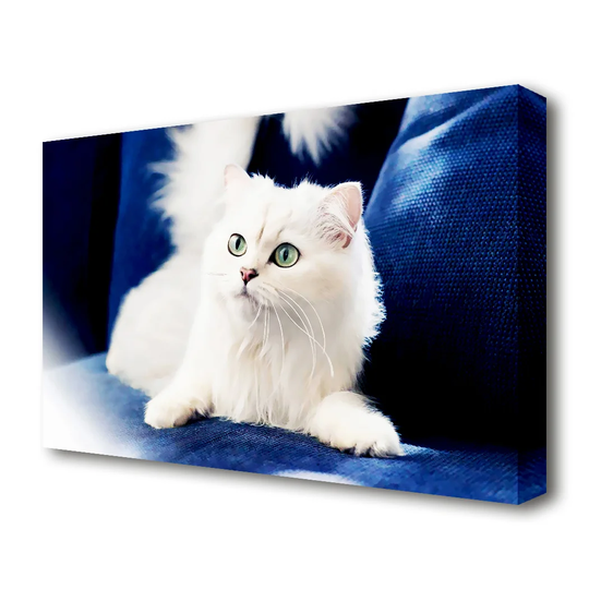 'Fluffy White Kitten Wildlife' - Canvas Photographic Print