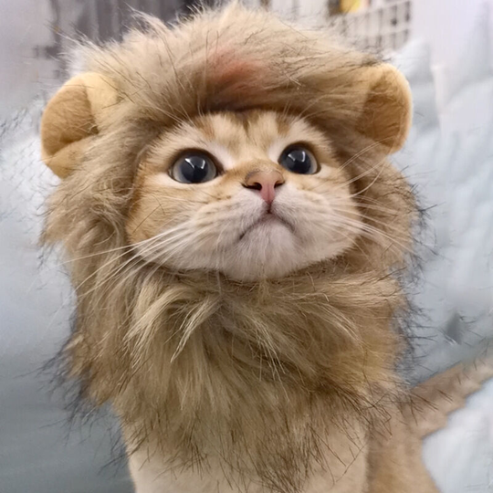 Lion Mane Costume for Cat Cat Lion Headgear Small Dog Dog Hat Cute Pet Funny Accessories Headdress Turned into Dress Up (1 Pack, Fits 5.5-16.5 lb