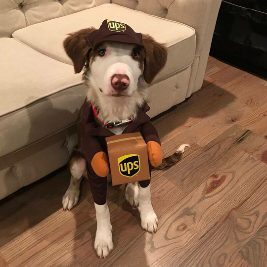 Pet Ups Pal Dog Costume Suit, Funny Express Pet Clothes Dog Cat Clothes Small, Medium and Large Dog Supplies Fall and Winter (1 Pack, l)