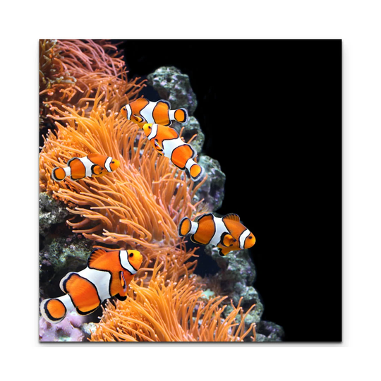 Sea Anemone and Clown Fish in the Aquarium Print on Canvas