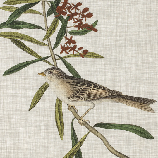 Avian Crop VII by John Audubon - Wrapped Canvas Art Prints