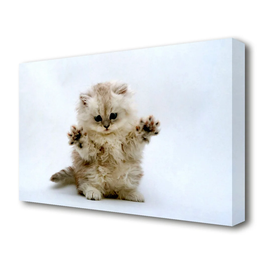 Cute Kitten Paws Wildlife - Wrapped Canvas Photograph