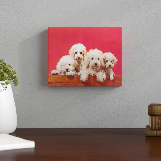 Poodle Puppies - Photograph Print
