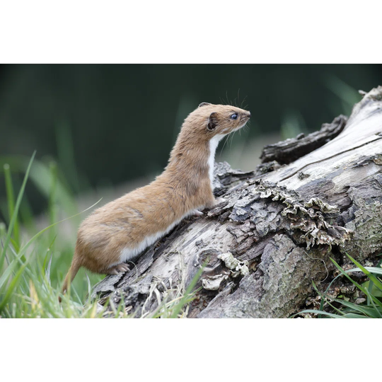 Weasel, Mustela Nivalis, - Wrapped Canvas Photograph