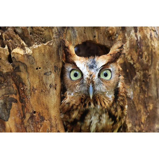 Eastern Screech Owl Perched in a Hole in a Tree by JillLang - Wrapped Canvas Photograph Print