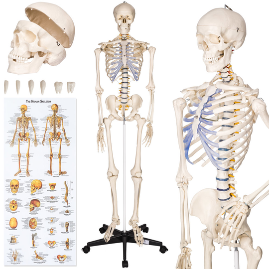 tectake Human skeleton - skeletal system, skeleton labeled, skeleton diagram - white