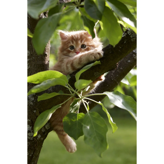 Red Kitten