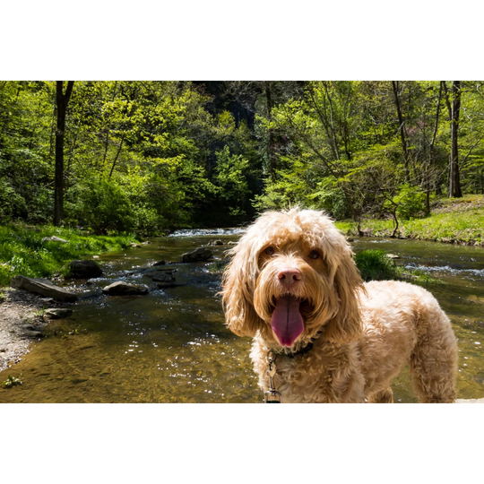 Puppy Enjoys Hike Among a Forest and Active Creek - Wrapped Canvas Photograph