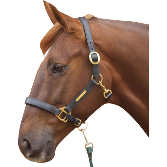 Leather Head Collar (Cob) (Black) - Black - HY