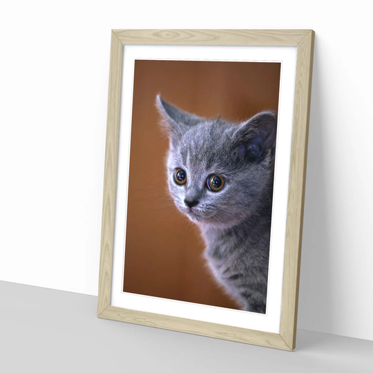 British Blue Shorthair Kitten Cat Framed Photographic Print