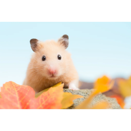 Golden Hamster - Wrapped Canvas Photograph