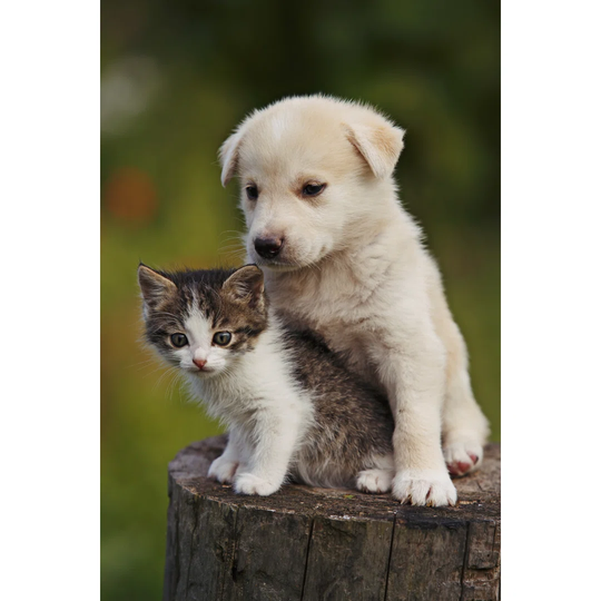 Cute Puppy And Kitten On The Grass Outdoor;
