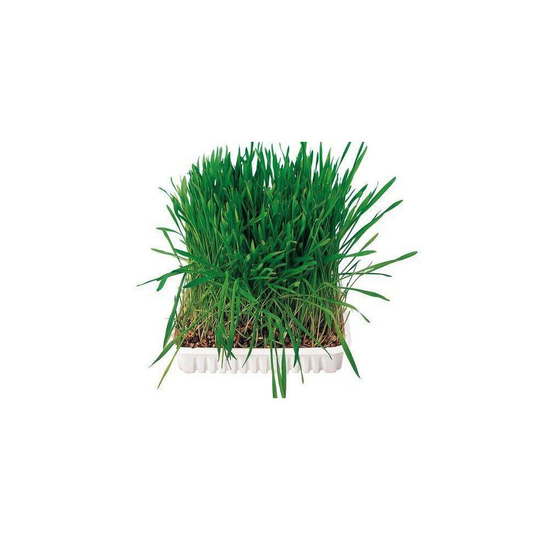 Rodent Grass In Bowl 100g Trixie, Trixie, Treats, Delicacies, Rodents