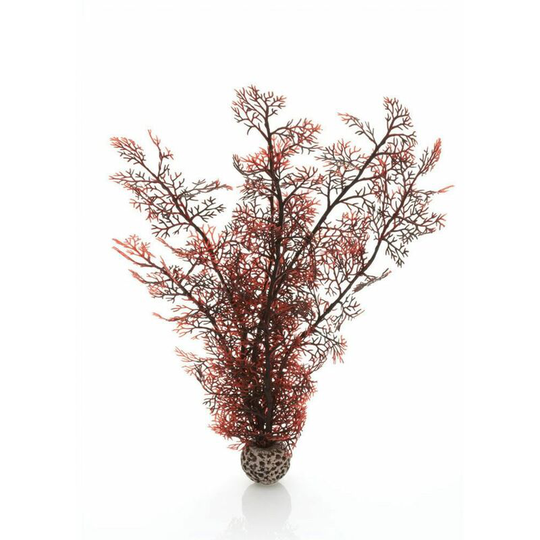 Sea Fan, Medium, Crimson - Biorb
