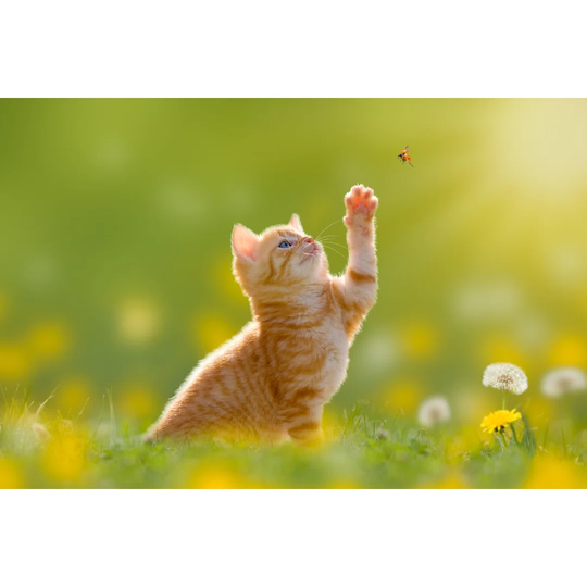 Young Cat/Kitten Hunting a Ladybug Back Lit - Wrapped Canvas Photograph