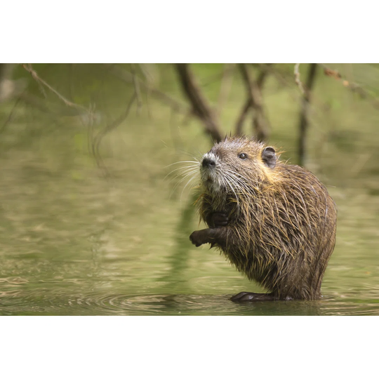 Muskrat Hiding Between Roots by Sander Meertins - Wrapped Canvas Photograph