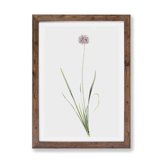 'Mouse Garlic Flower' by Pierre-Joseph Redoute - Picture Frame Painting Print on Paper