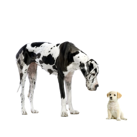 Great Dane Harlequin Looking Down at Yellow Labrador Retriever Puppy by GlobalP - Wrapped Canvas Graphic Art