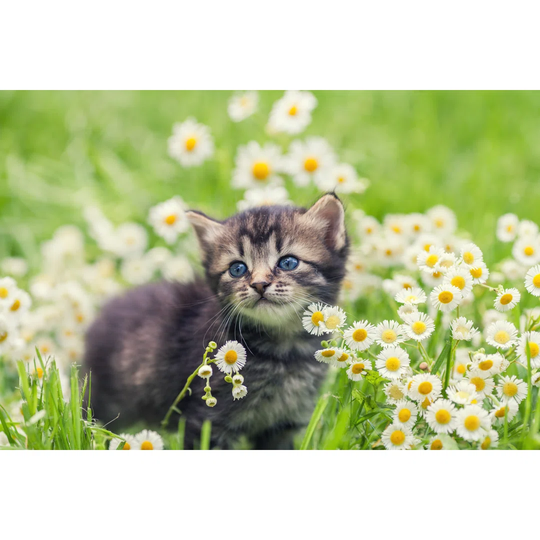 Cute Kitten Relaxing in Flowers by Vvvita - Wrapped Canvas Photograph